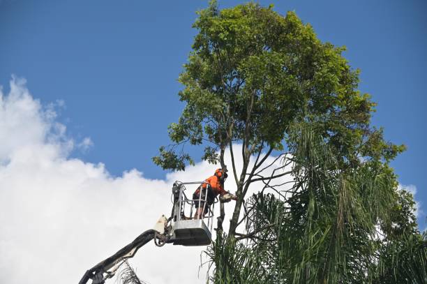 Best Root Management and Removal  in Juno Beach, FL